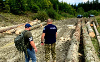 Нарубили более чем на 2 млн грн: на Буковине разоблачена преступная группа лесников