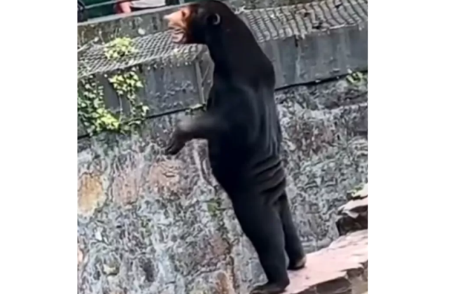 Зоопарку в Китае пришлось уверять посетителей в подлинности своих животных – все из-за малайского медведя