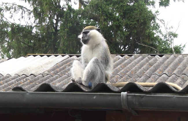 По Хмельницкой области разгуливает обезьяна-забияка: животное сбежало из клетки и покусало ребенка