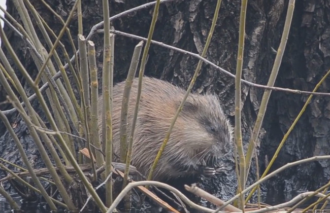 Необычная жительница столицы – в киевском парке «Наталка» заметили ондатру