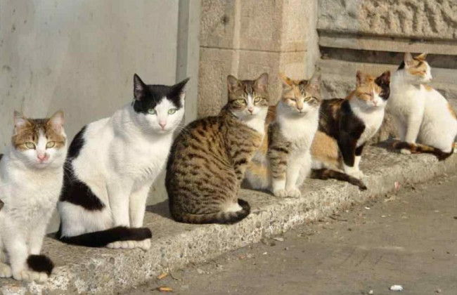 Разбросали яд для бездомных кошек: полиция Киева начала уголовное производство