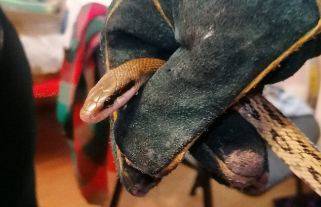 В Киеве в квартире под шкафом нашли экзотическую змею