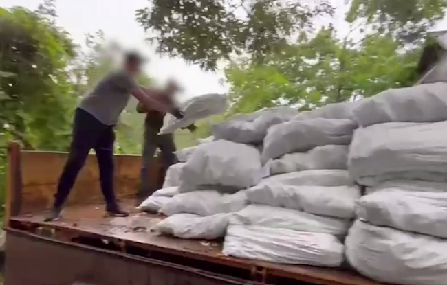 На Чернігівщині викрили «нарко-поле» загальною площею 2 гектари, відео