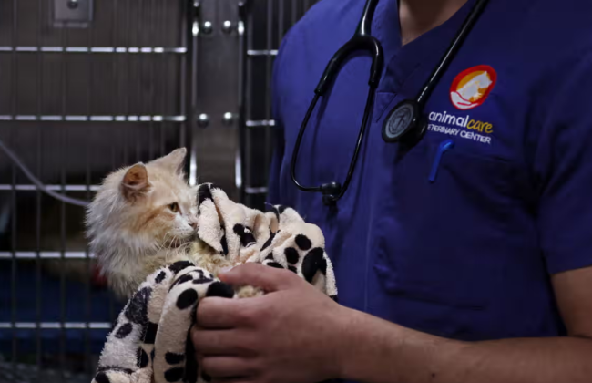 На Кіпрі пігулками від Covid-19 для людей починають рятувати котів