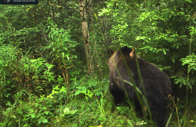 В ГПСУ предупредили нарушителей границы о косолапом «патрульном», видео