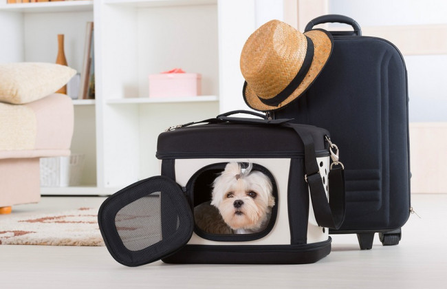 Германия изменила правила ввоза домашних животных для украинцев