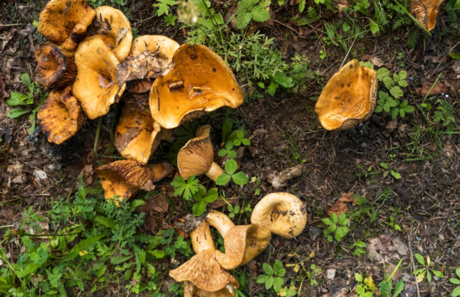 Мешканців Київщині застерегли щодо вживання дикорослих грибів