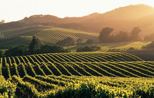 Проміняли вино на пиво: у Франції змушені вирубати виноградники