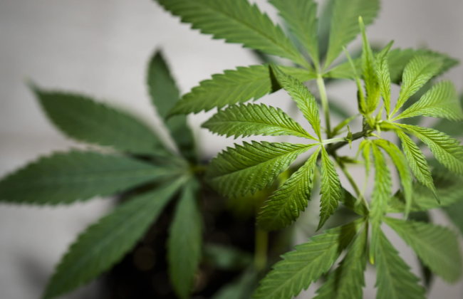 В Германии правительство планирует сделать шаг к частичной легализации каннабиса