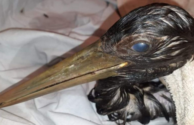 На Київщині червонокнижний лелека потрапив у халепу і прийшов по допомогу до людей, фото