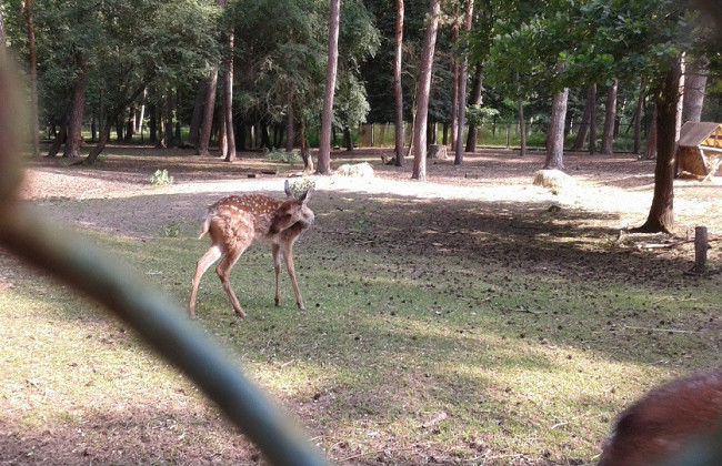 Могли бы предоставить для лечения военных и размещение ВПЛ, но банкротили: во время заседания Совета судей озвучили шокирующие факты о санатории «Шкло»