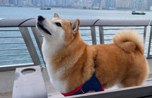 Помер пес Чімс, який став популярним через меми з ним