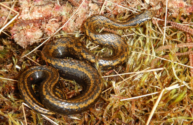 Ученые нашли новый вид змей и назвали его в честь актера Гаррисона Форда