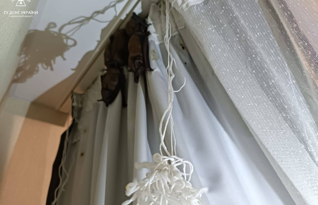 В Луцке жители квартиры, уехавшие из дома на несколько дней, застали новых жителей: фото