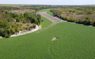 Дно бывшего Каховского водохранилища засеяли клевером и люцерной, фото