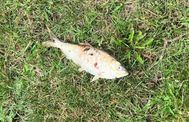 В США жители города остались без света,  из-за птицы, которая уронила рыбу на линию электропередачи