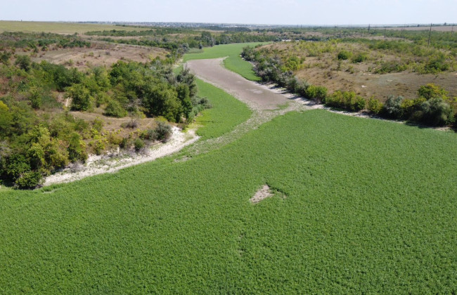 Дно колишнього Каховського водосховища засіяли конюшиною та люцерною, фото