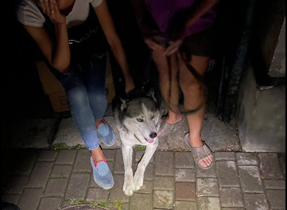 Бився у двері: у Рівному собака врятував господарів під час пожежі