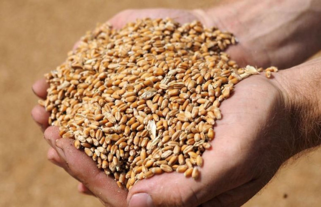 У МЗС різко відреагували на плани деяких країн ЄС продовжити заборону на імпорт українського зерна