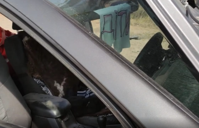 Розстріляли родину з двома дітьми на Житомирській трасі: шістьом окупантам повідомлено про підозру