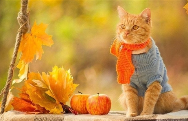 Нестандартний вересень з посухою та заморозками: прогноз синоптика