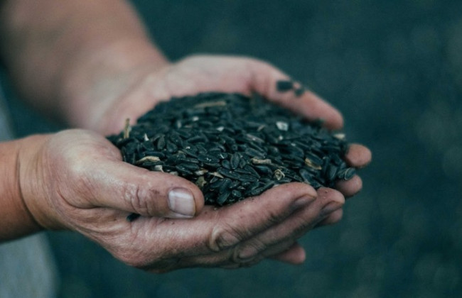 Організував вивезення 40 тисяч кг насіння соняшника: на Харківщині судитимуть фермера за співпрацю з окупантами