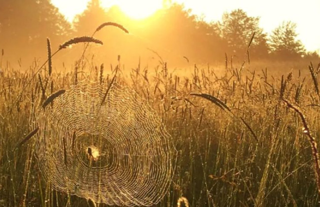 В Україну завітає справжнє бабине літо: коли очікувати