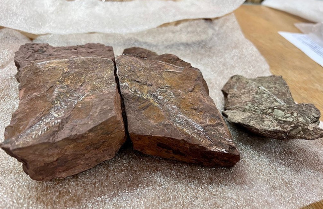 Митники знайшли у посилці з Києва камені віком 407 мільйонів років з відбитками давніх вимерлих риб