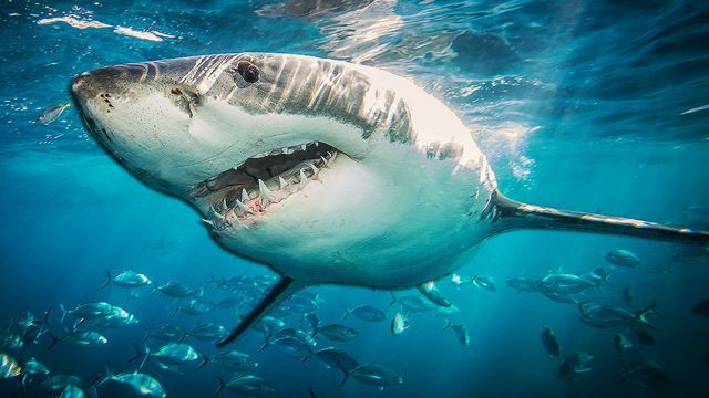 Акулы снова в деле: в Тихом океане хищники напали на катамаран россиян