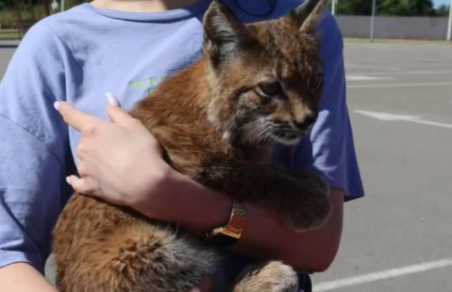 В Киевской области мужчина пытался продать краснокнижную рысь, видео