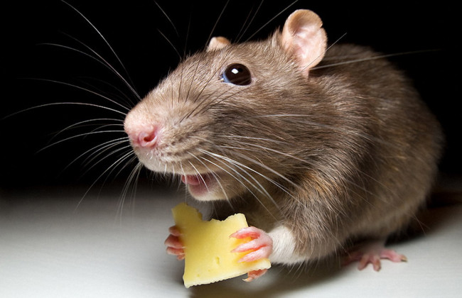 На Львівщині у 15 людей запідозрили лептоспіроз