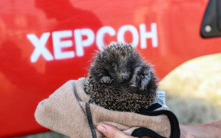 У Херсоні надзвичайники врятували їжака від пожежі, фото