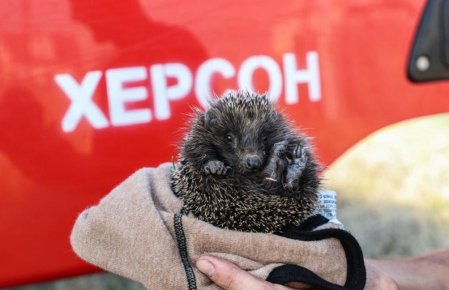 В Херсоне чрезвычайники спасли ежа от пожара, фото