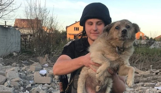 В Сумах умер пес, которого достали из-под завалов одного из домов