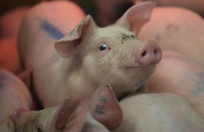 В Киевской области зафиксировали вспышку африканской чумы свиней: введено карантин