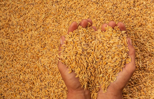 Болгарія планує скасувати заборону імпорту деяких сільгосптоварів з України