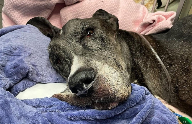 Умерла самая высокая собака в мире из Книги Гиннесса