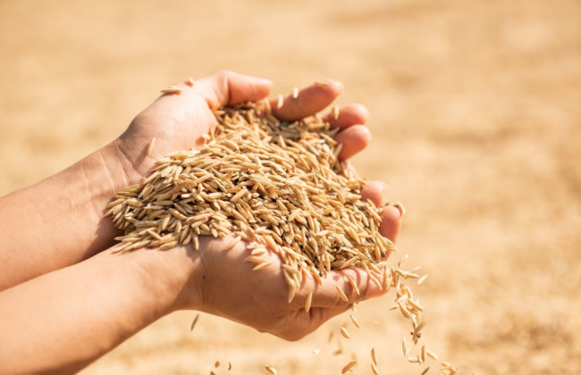 Єврокомісія не продовжила дію ембарго на постачання українського зерна