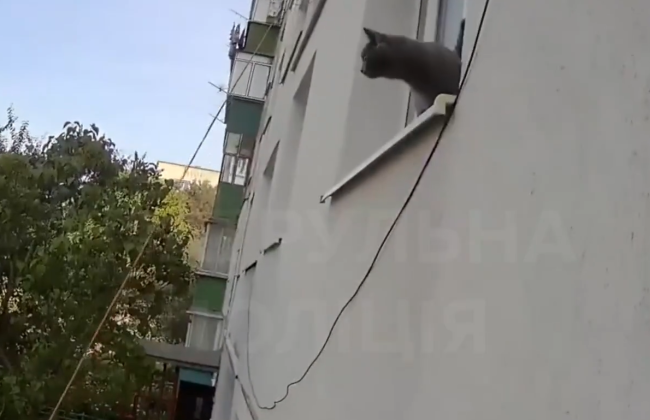 У Львові кіт зачинив господарку на балконі: довелося викликати патрульних, відео