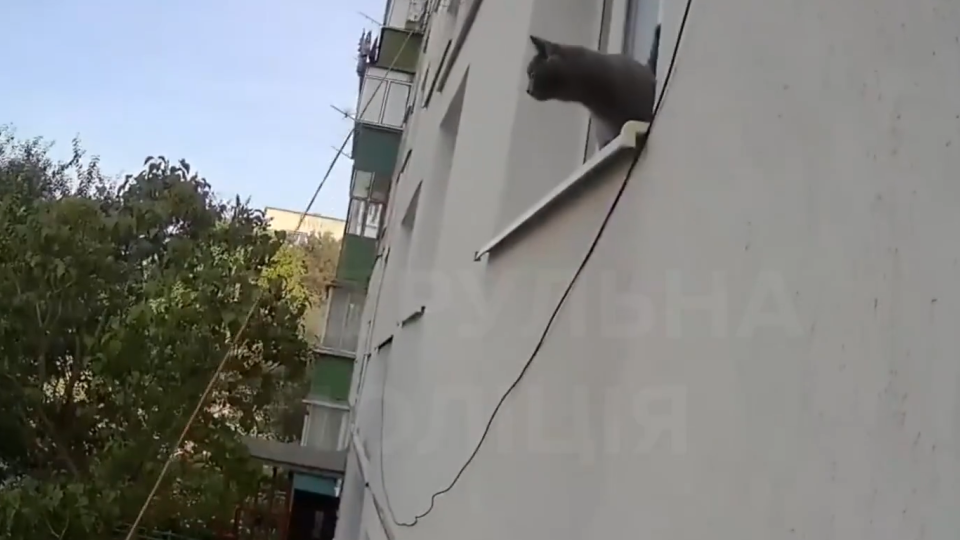 У Львові кіт зачинив господарку на балконі: довелося викликати патрульних, відео