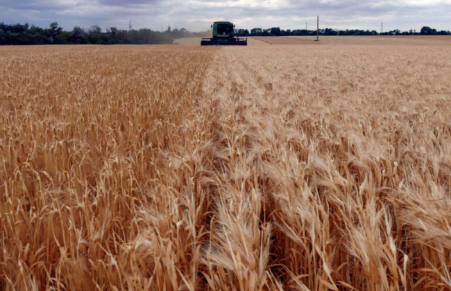 Словаччина заборонила імпорт українського зерна до кінця року