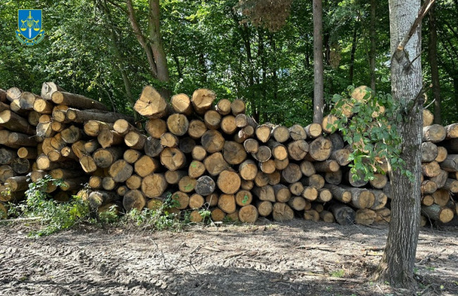 На Волыни подозрение получили экс-работники лесхоза, организовавшие незаконные рубки на 22 млн грн