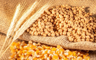 Ембарго на агропродукцію: Українські аграрії вимагають від Уряду додаткових заходів проти Польщі, Угорщини та Словаччини