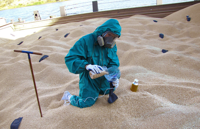 У Польщі заявляють про сальмонелу й пестициди в українському зерні – ЗМІ