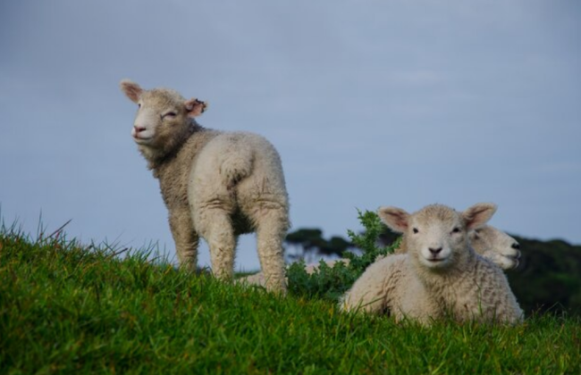 Україна ввела обмеження на ввезення з Болгарії вантажів через реєстрацію хвороби віспи овець і кіз