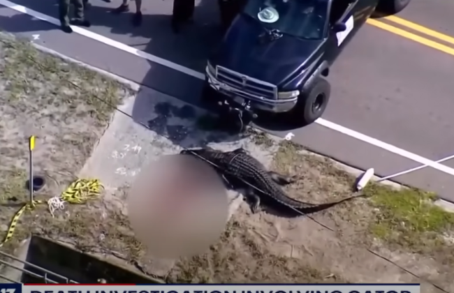 У Флориді в США зловили алігатора з людськими рештками, відео