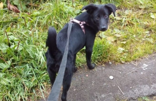 На Дніпропетровщині п’яні чоловіки викинули собаку з 8 поверху