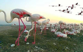 На Одещині у колонії фламінго вперше вилупилися майже дві сотні пташенят