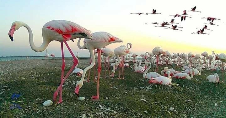 На Одещині у колонії фламінго вперше вилупилися майже дві сотні пташенят