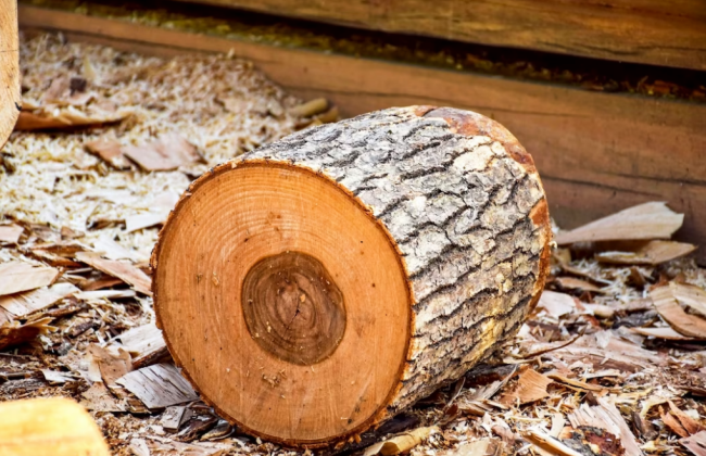 Мешканців прифронтових регіонів забезпечать безоплатними дровами